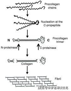 膠原的結(jié)構(gòu) 功能以及為什么不能通過飲食補(bǔ)充