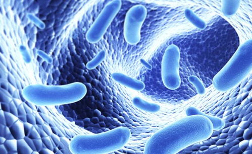 美一項醫學研究發現 微生物群改變可能影響記憶學習能力